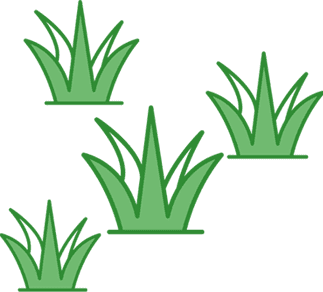 Four green grass crowns arranged in varying sizes on white background