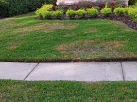 Patchy lawn with brown dead spots next to concrete sidewalk and mulch bed