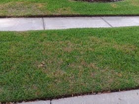 Patchy lawn with brown spots and bare areas between concrete sidewalk sections