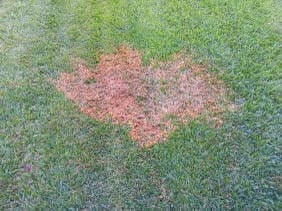 Dead or diseased patch of grass in lawn, circular shape with reddish-brown discoloration