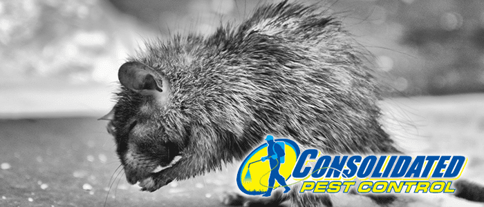 Licensed Consolidated Pest Control specialist delivering safe, effective pest management and lawn treatment services for Florida homeowners
