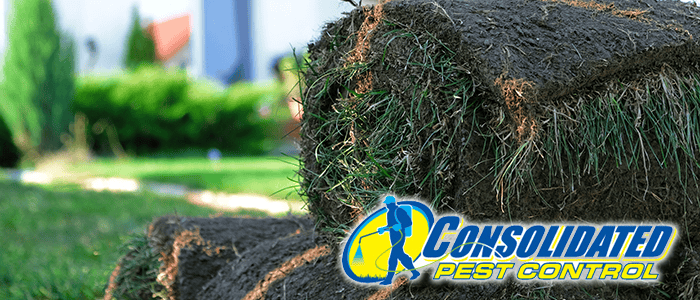 Licensed Consolidated Pest Control specialist delivering safe, effective pest management and lawn treatment services for Florida homeowners